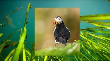 Vivid green seagrass is photographed in turquoise water. Overlaid on top is a photograph of an Altantic puffin, it's head looking over its shoulder so it's looking at the camera, and its bright orange beak clearly visible.