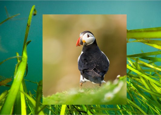 Vivid green seagrass is photographed in turquoise water. Overlaid on top is a photograph of an Altantic puffin, it's head looking over its shoulder so it's looking at the camera, and its bright orange beak clearly visible.