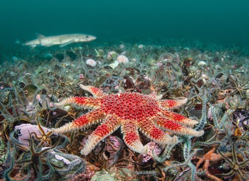 A large red seastar on top of a seabed filled with small brittlestars. In the background appears to be a nursehound
