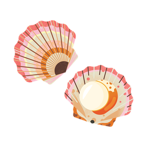 Queen scallop