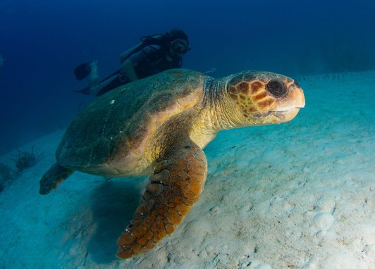 A loggerhead turtle swimming along the seabed. Behind it is a diver.