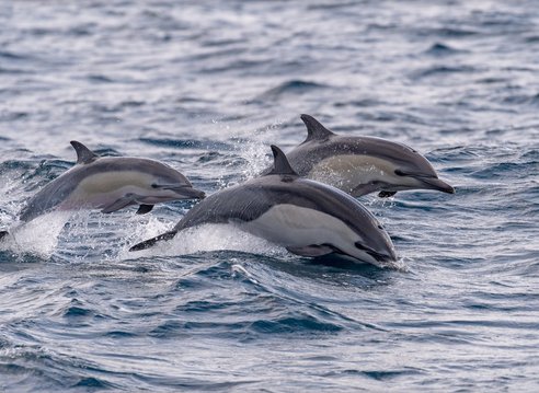 3 common dolphins swimming in and out of the ocean