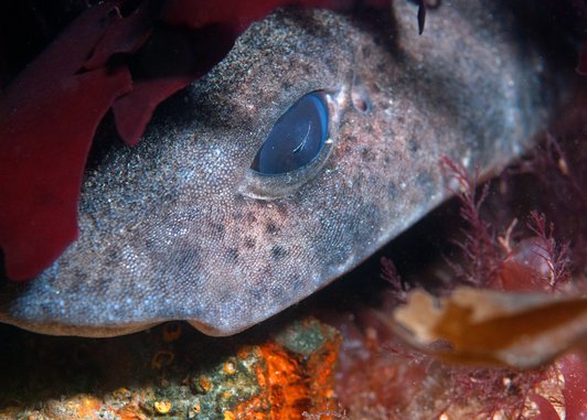 A close up of a dogfish hiding under some seaweed