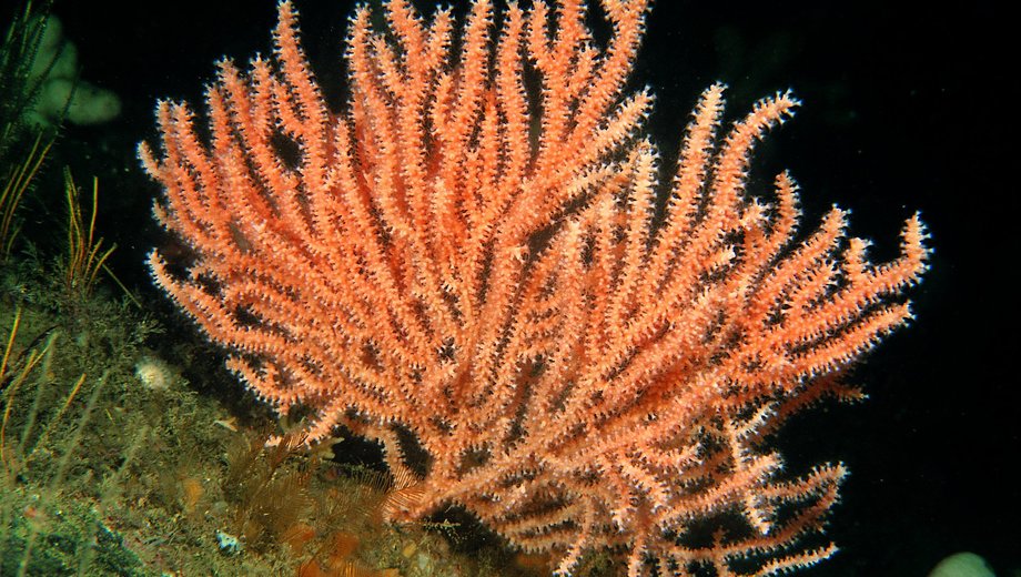Pink sea fan