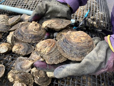 A loved hand cupping a collection of oysters