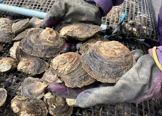 A loved hand cupping a collection of oysters