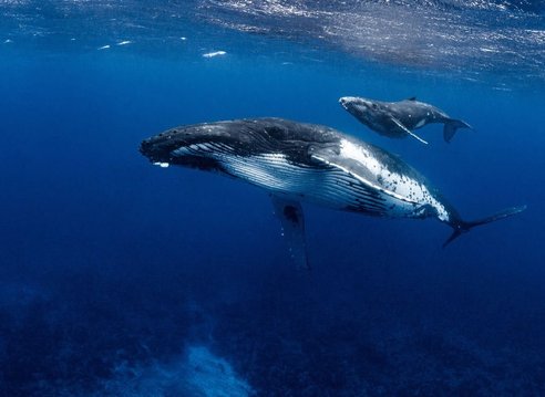 A humpback whale swims below her calf. With a view from below, the humpbacks white ridged underside is clearly visible as is her long, knobbly flipper.