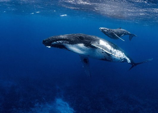 A humpback whale swims below her calf. With a view from below, the humpbacks white ridged underside is clearly visible as is her long, knobbly flipper.