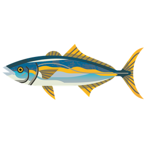 Yellowtail