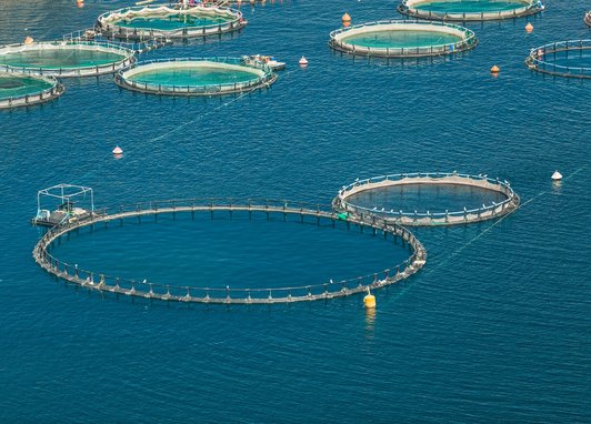 An aerial shot of a fish farm which has several large netted circles in open water