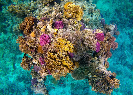 Sataya Reef (Dolphin House), Egypt