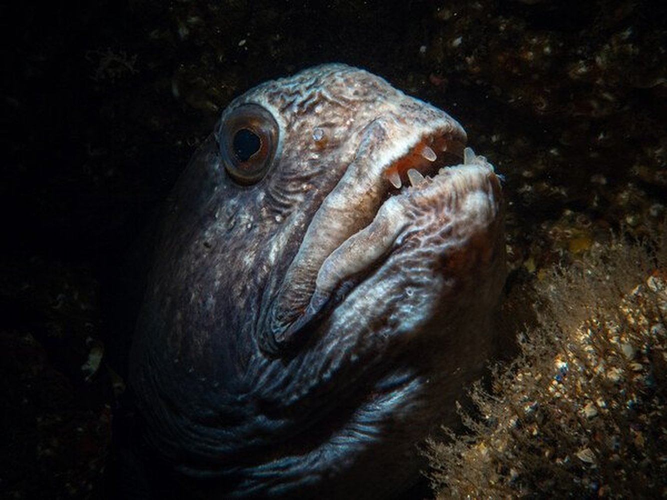 Five ugly sea creatures that deserve some love | Marine Conservation ...