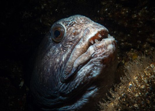 A grey wolffish peeks out from a rocky crevice. It has scary almsot vampire-looking teeth and a downturned mouth. It looks scary and has large eyes.