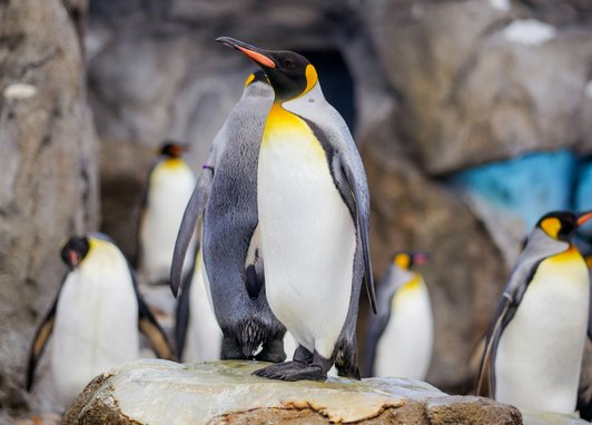 A king penguin standing on a rock surrounded by other king penguins