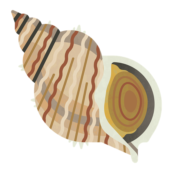 Whelk M 960.png