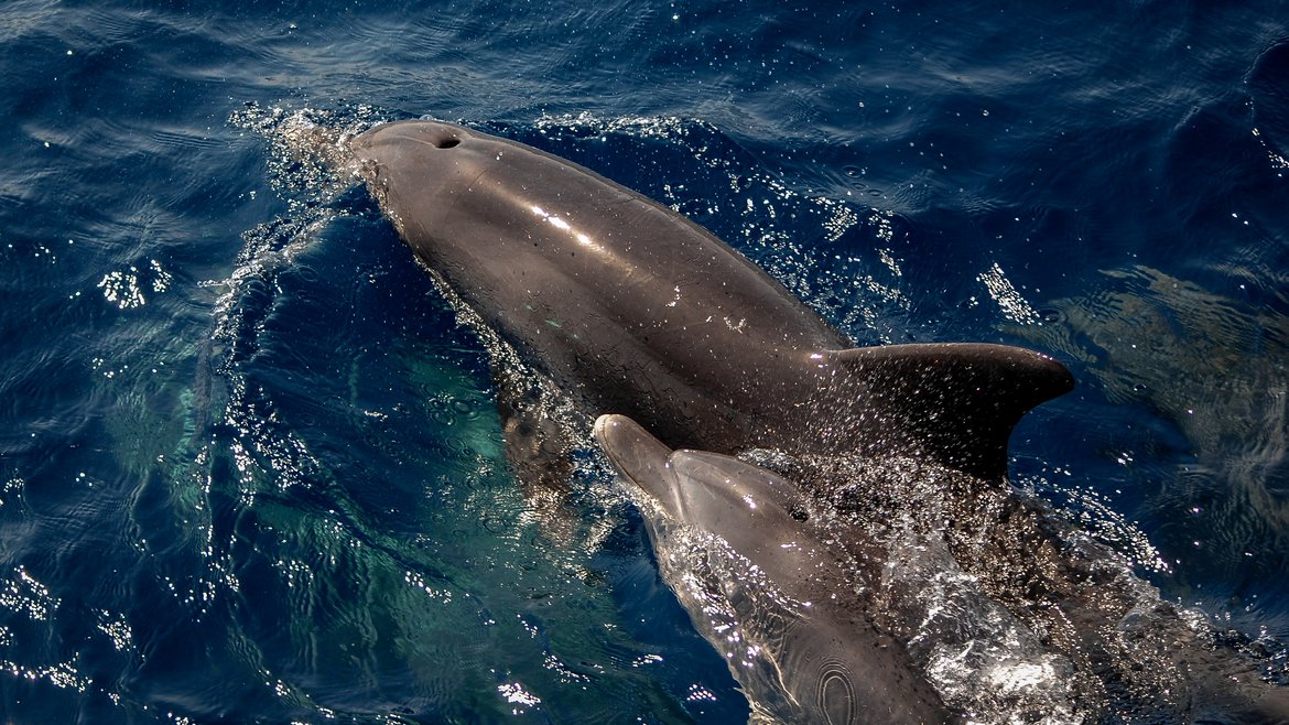 2 bottlenose dolphins can be seen at the surface with their blow holes clearly visible. They are dark grey and their bottle shaped noses are clearly visible.