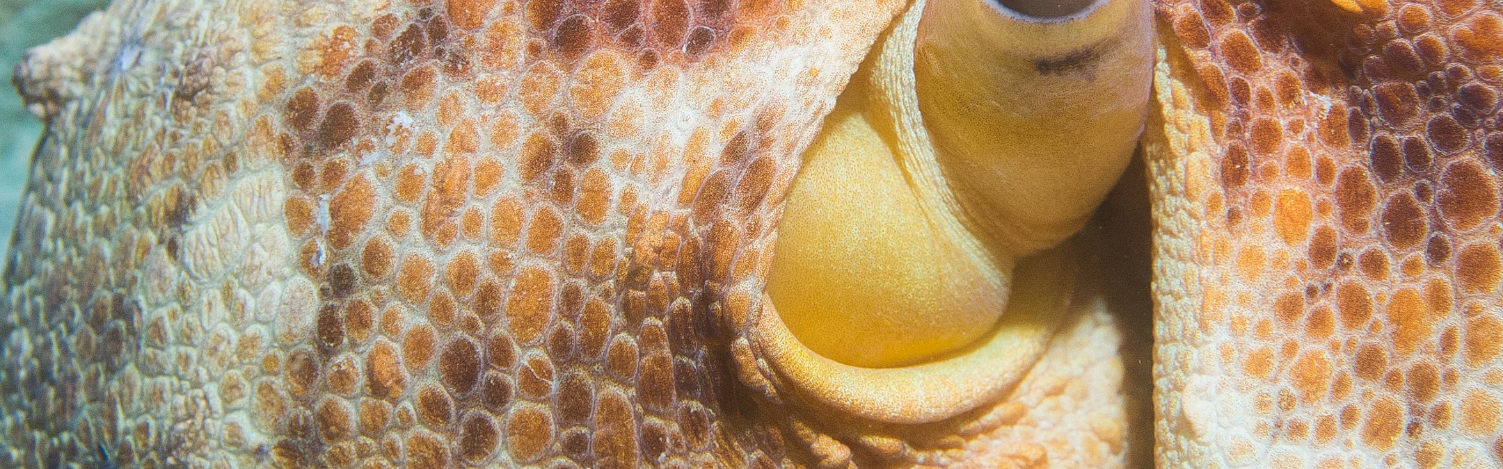 Common octopus closeup of head and eyes with texture and yellow red skin colour
