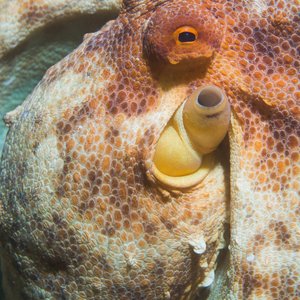 Common octopus closeup of head and eyes with texture and yellow red skin colour