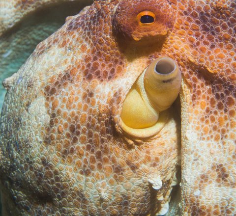 Common octopus closeup of head and eyes with texture and yellow red skin colour