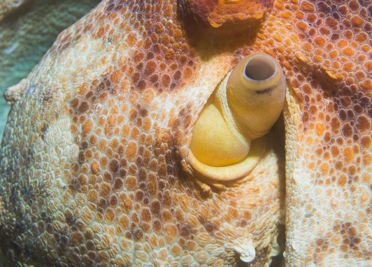 Common octopus closeup of head and eyes with texture and yellow red skin colour