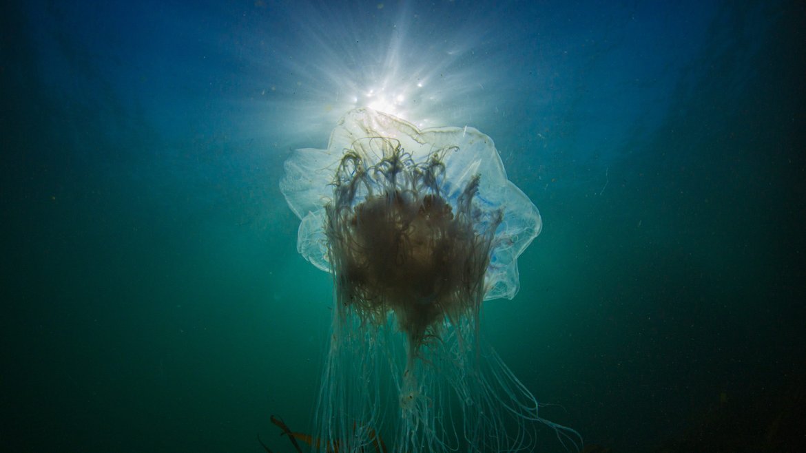 A blue jellyfish shown from below swimming in blue water with sunlight filtering through. It appears ethereal with long thread-like tendrils coming from it's ghostly, floaty bell.