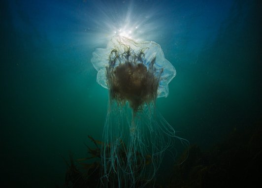A blue jellyfish shown from below swimming in blue water with sunlight filtering through. It appears ethereal with long thread-like tendrils coming from it's ghostly, floaty bell.