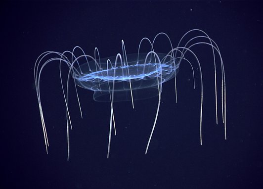 A transluscent jellyfish surrounded by a navy blue. It is lit up from what appears to be a bright torch.