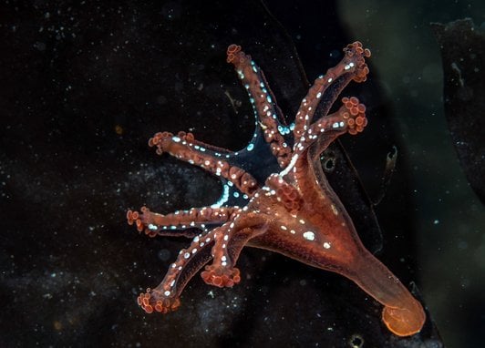 A stalked jellyfish