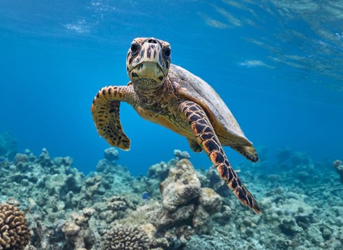 A hawksbill turtle swimming above coral, it is looking at the camera. The sea bed and some coral is also visible.