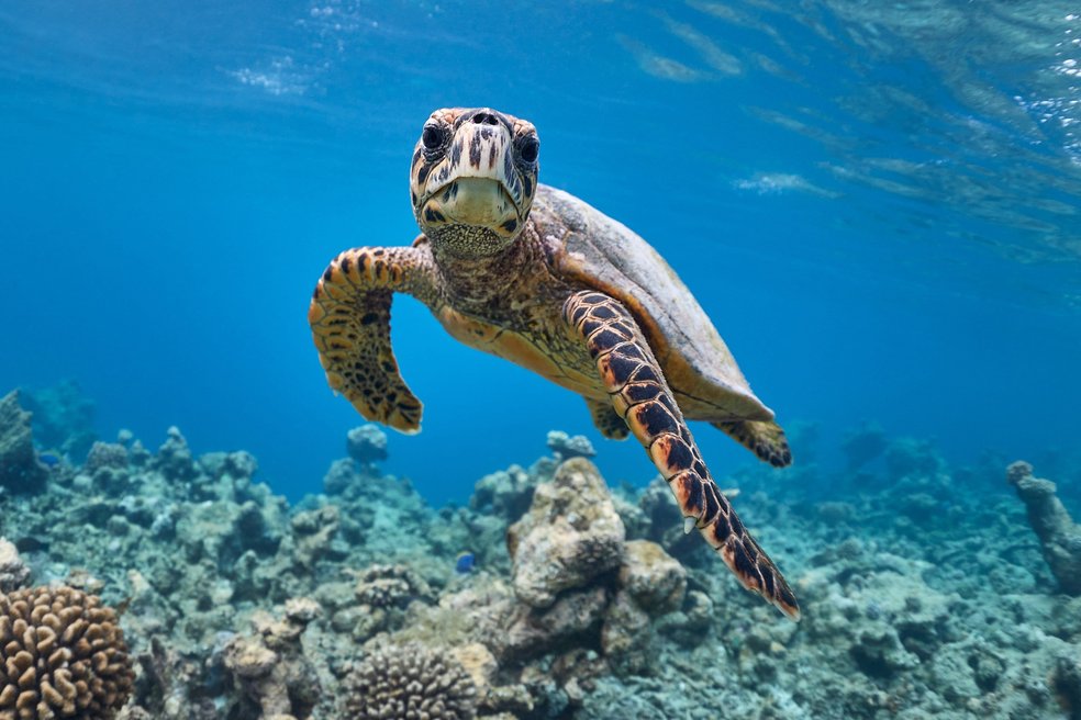 Turtle questions answered | Marine Conservation Society