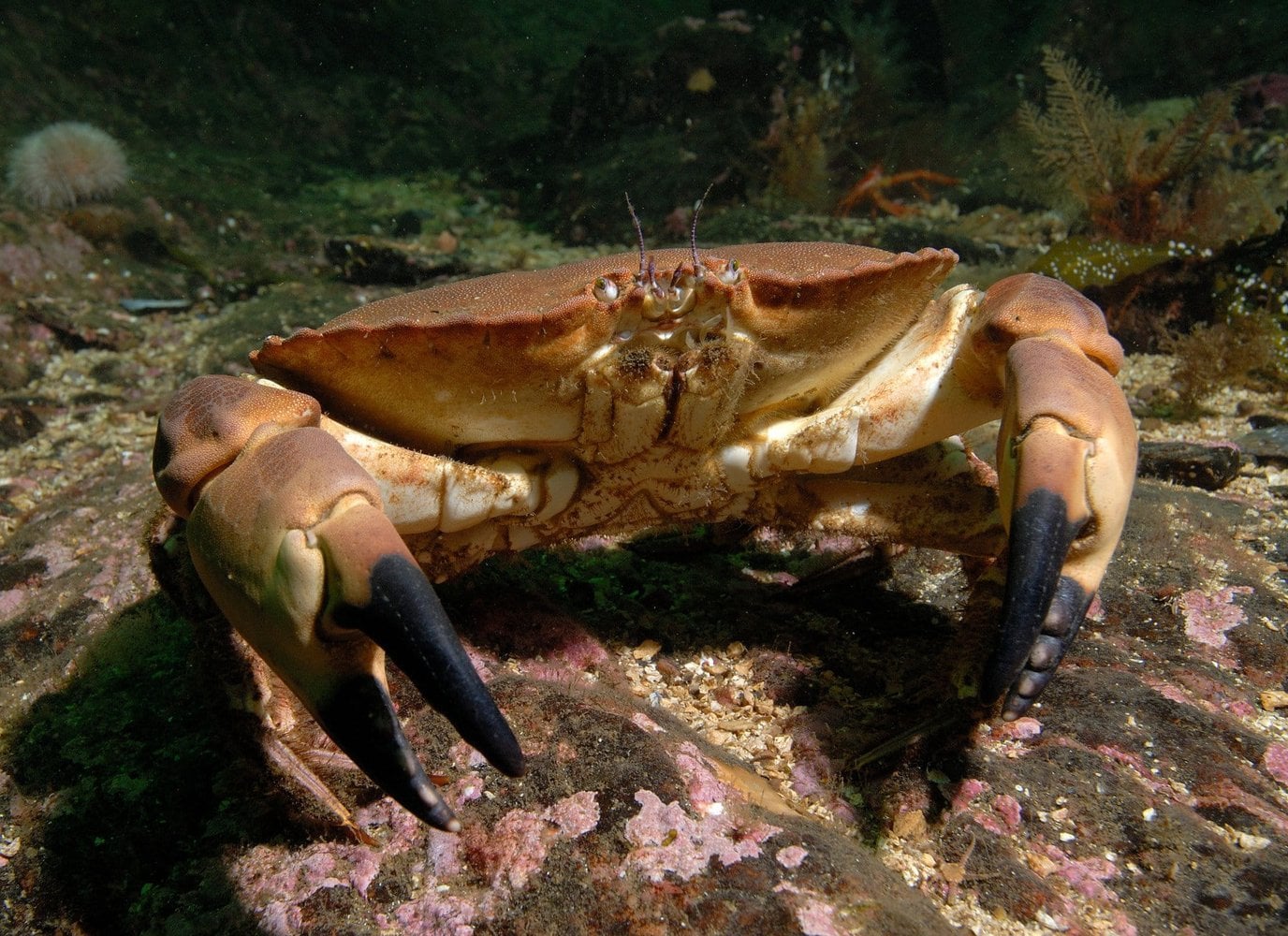 Crab facts to give you claws for thought | Marine Conservation Society