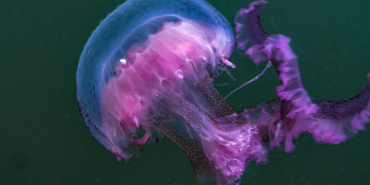 Mauve stinger jellyfish | Marine Conservation Society
