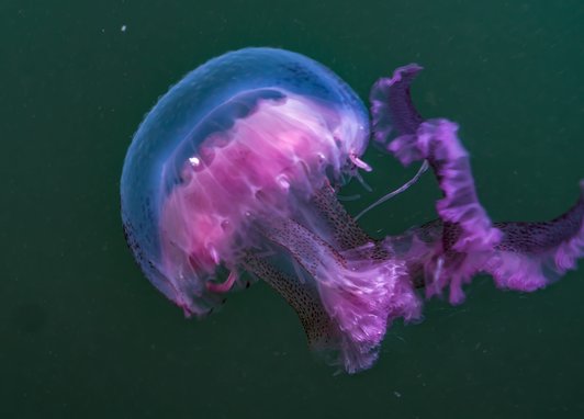A vibrant pink and purple mauve stinger jellyfish with long, trailing tentacles swims in dark green water