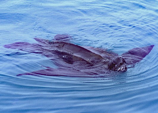 A large, dark leatherback sea turtle swimming at the surface of blue water, with its leathery shell and seven longitudinal ridges visible.