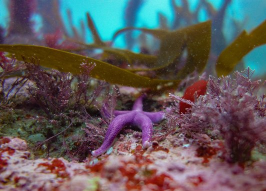A purple bloody henry starfish in a kelp forest at Lamorna, Cornwall