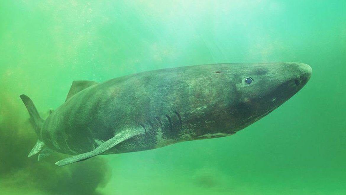 A large, grey-green Greenland shark swimming in murky green ocean water. The shark has a blunt snout, small eyes, and visible pectoral fins.