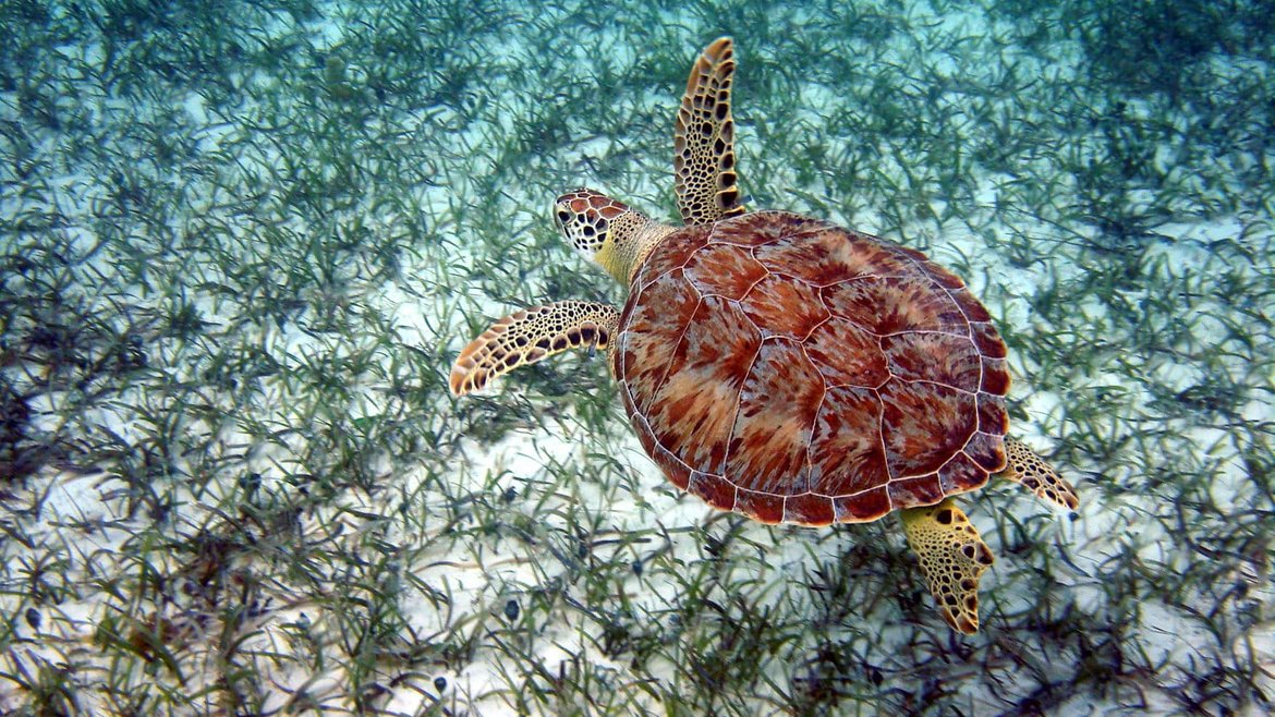 A top down view of a green turtle swimming above a seagrass meadow