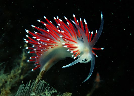 A white ethereal sea slug has long red porcupine-like spines extending from its back with white tips. It is striking photography with a black background.