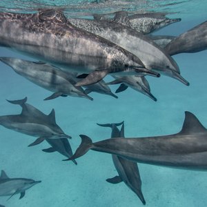 Over a dozen common dolphins swim in a clear blue ocean. They all look like adults and their distinctive two-tone lower grey/upper dark grey colouring can be clearly seen.