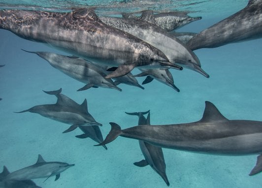 Over a dozen common dolphins swim in a clear blue ocean. They all look like adults and their distinctive two-tone lower grey/upper dark grey colouring can be clearly seen.