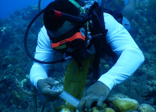 A local diver helping treat a coral