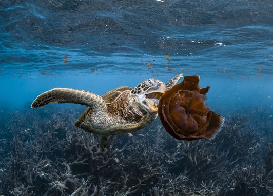 A Hawksbill sea turtle about to eat a dark red jellyfish in Coral Bay, Australia