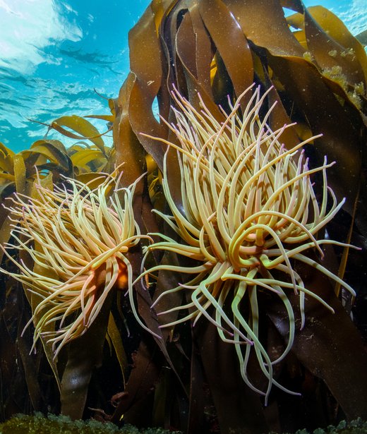 Snakelocks anemone