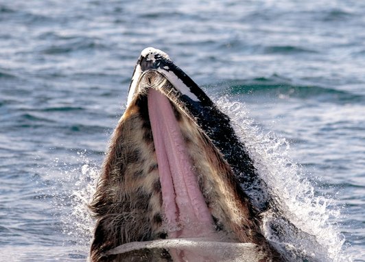 A Humpback whale's head is visible outside the sea and has its mouth open.