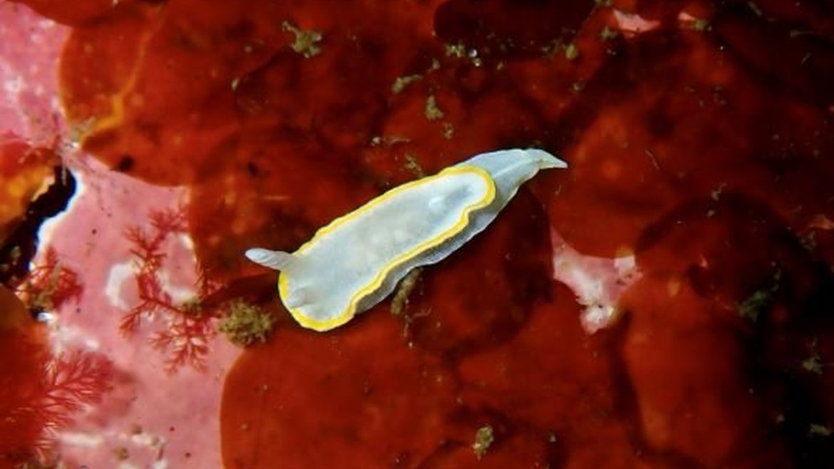 A translucent white sea slug with a distinctive yellow band around its base resting upon some red algae