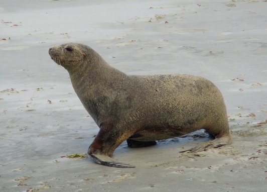 A new zealand sea lion on land walking along a beach facing to the left