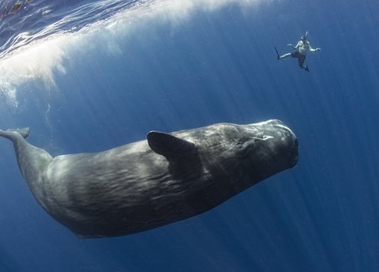 A sperm whale swimming close by to a snorkeler. The size difference betwee the whale and the man is big with the sperm whale's face being approximately the length of the man's height