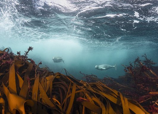This image captures grey seals swimming through a kelp forest in the UK, specifically off the coast of Scotland.