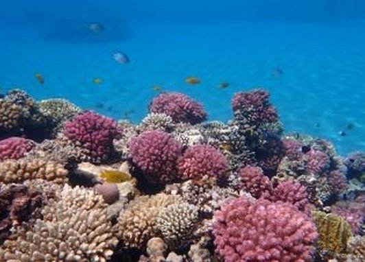 A pink and peach coral reef in blue water in Egypt.