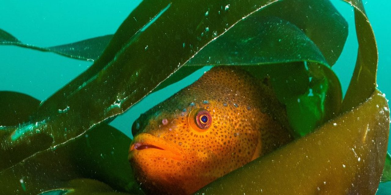 Lumpsucker | Marine Conservation Society